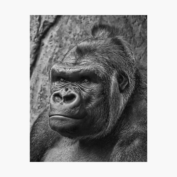 ~ Untitled ~ Photographic Print