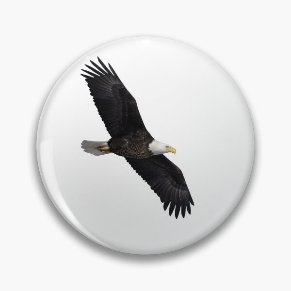 Item preview, Isolated Bald Eagle 1-28-2026 designed and sold by Thomasyoung.