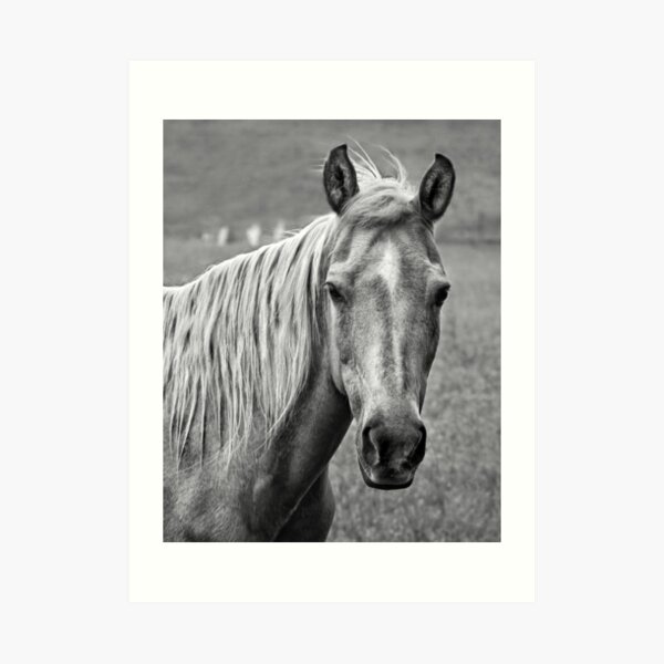 ~ The Stare ~ Art Print