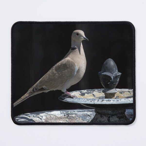Item preview, Eurasian Collared-Dove designed and sold by CarolM.