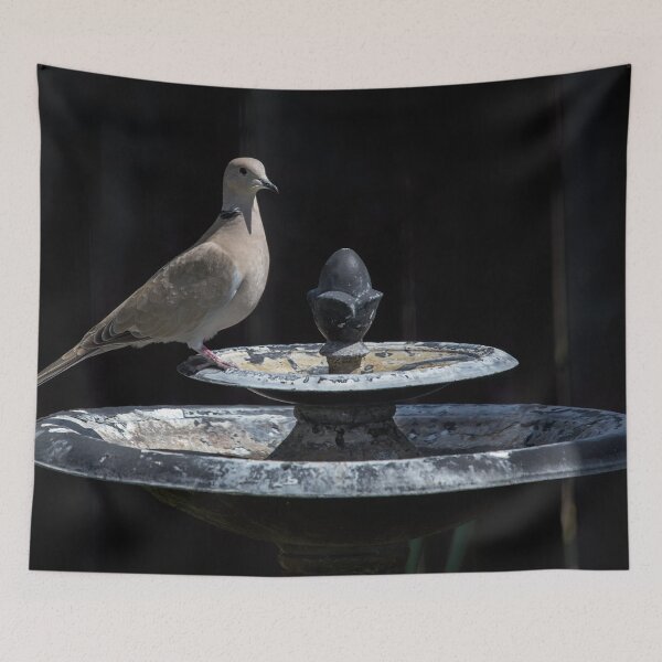 Item preview, Eurasian Collared-Dove designed and sold by CarolM.