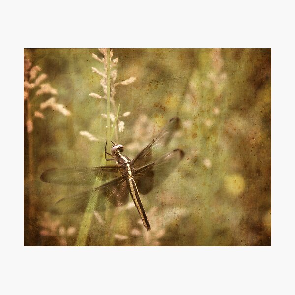 ~ Hanging Around ~ Photographic Print