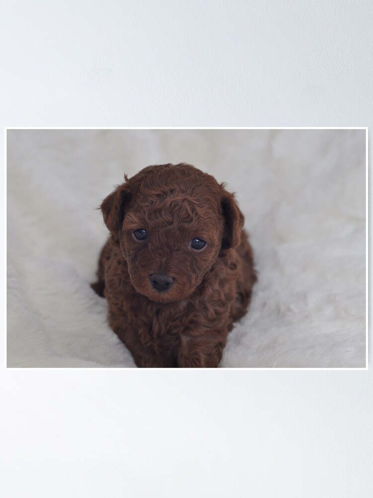 toy poodle dark red