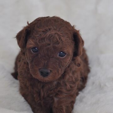 dark brown poodle puppy