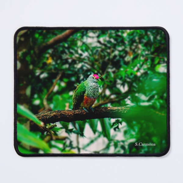 Item preview, The Hidden Gem - Rose-crowned Fruit-dove designed and sold by AuraInkSC.