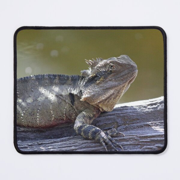 Item preview, Australian Water Dragon Sunning on Log designed and sold by 27Tammy27.
