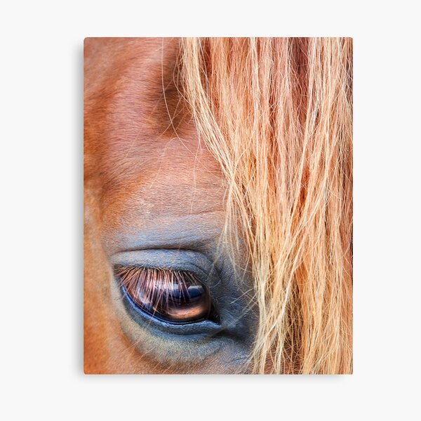 ~ Eye of the Beholder ~ Canvas Print