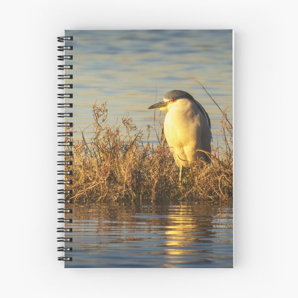 Item preview, Black-Crowned Night Heron | Golden Wetland Wildlife Photography designed and sold by TheHikersEye.