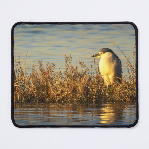 Item preview, Black-Crowned Night Heron | Golden Wetland Wildlife Photography designed and sold by TheHikersEye.