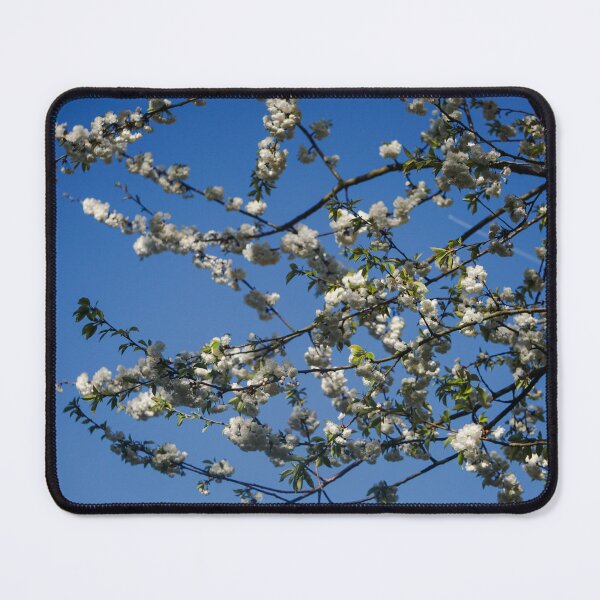 Item preview, Cherry blossoms against a blue sky designed and sold by pigeonlovrs.