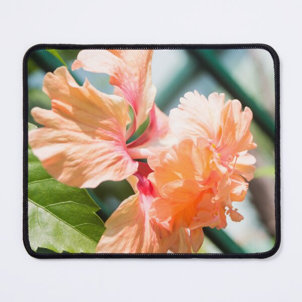 Item preview, Double Peach Hibiscus designed and sold by ROSE ANN BANILAR.