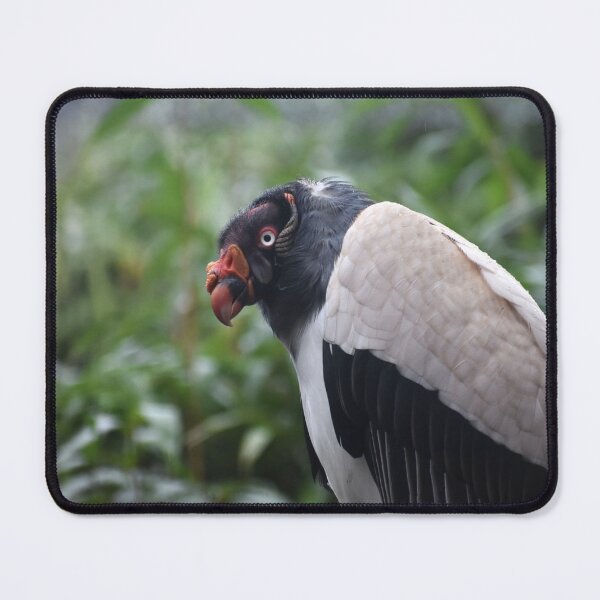 Item preview, King Vulture In The trees designed and sold by megjayne-photos.