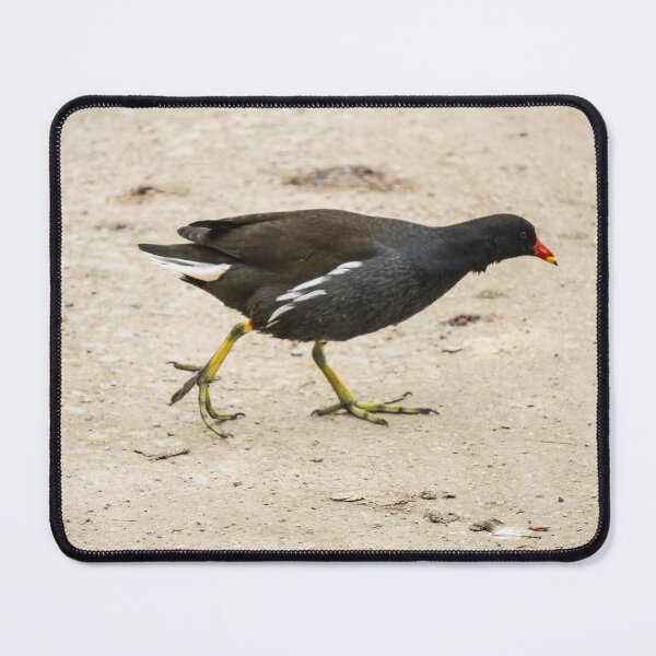 Item preview, Moorhen designed and sold by pigeonlovrs.