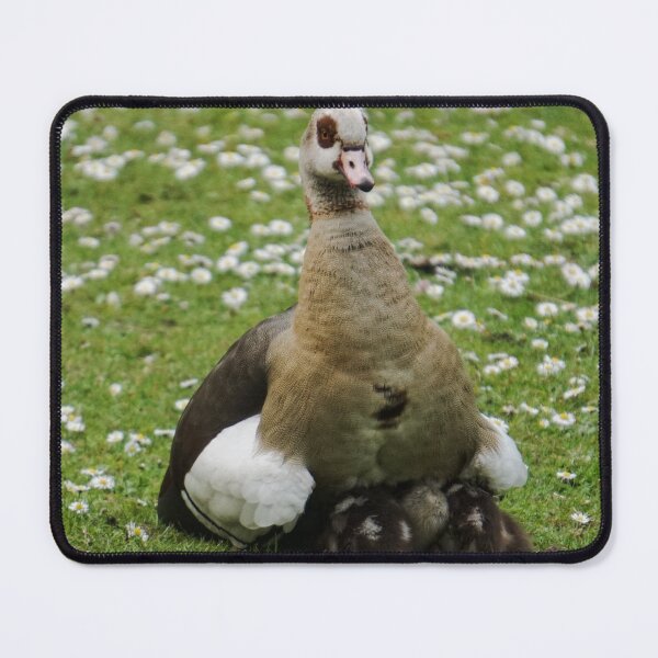 Item preview, Egyptian goose with goslings designed and sold by pigeonlovrs.
