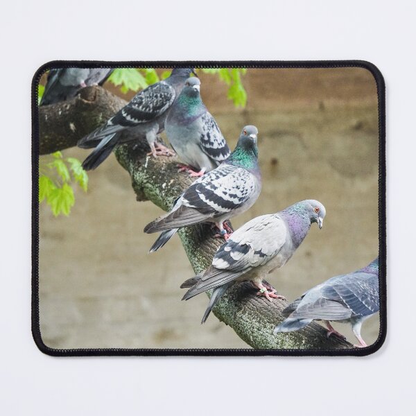 Item preview, City pigeons on a branch designed and sold by pigeonlovrs.