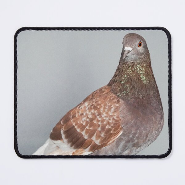 Item preview, Brown Dove designed and sold by pigeonlovrs.