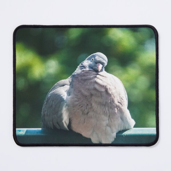Item preview, Wood pigeon in the sun designed and sold by pigeonlovrs.