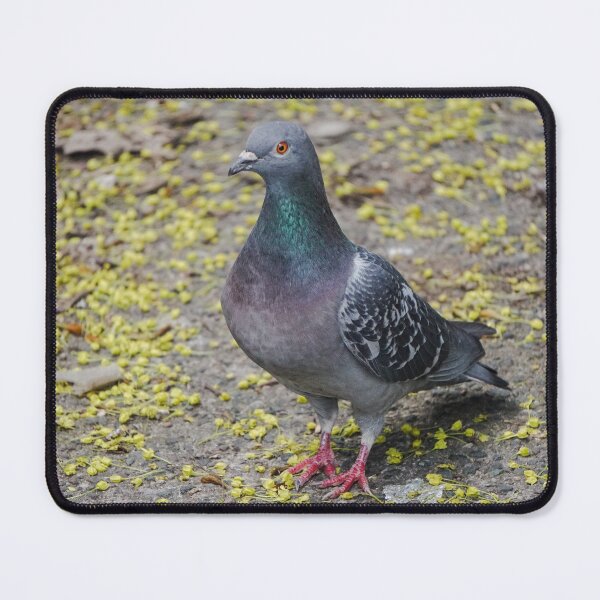 Item preview, City pigeon designed and sold by pigeonlovrs.