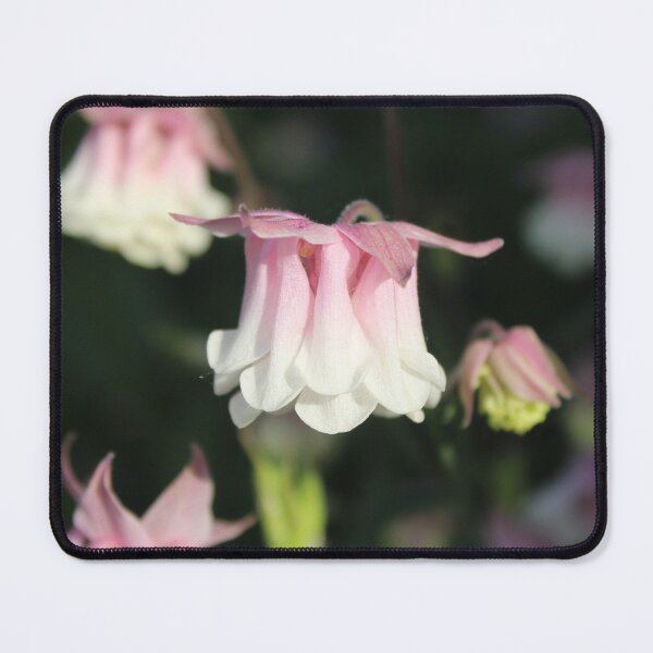 Item preview, Pink and White Columbine Flower Photography | Cottagecore Garden Bloom designed and sold by Cha-s-lens.