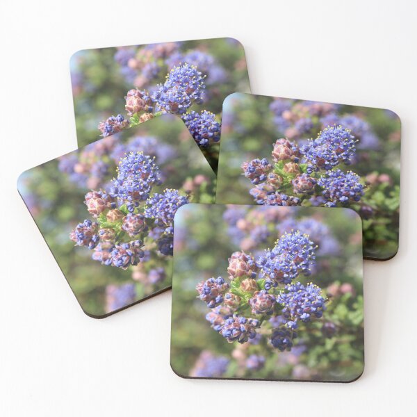 Item preview, Blue Ceanothus Flowers Photography | California Lilac Botanical Art designed and sold by Cha-s-lens.