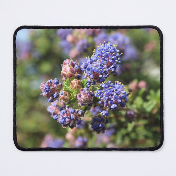Item preview, Blue Ceanothus Flowers Photography | California Lilac Botanical Art designed and sold by Cha-s-lens.
