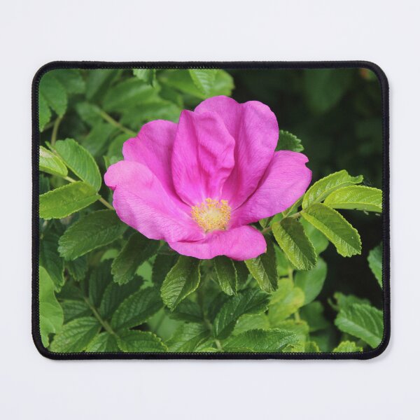 Item preview, Wild Pink Rugosa Rose Photography | Botanical Garden Flower Art designed and sold by Cha-s-lens.