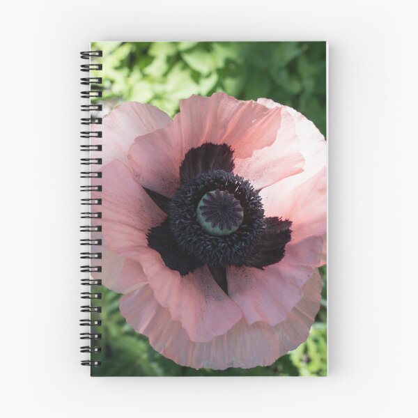 Item preview, Bold Pink Oriental Poppy Bloom in the Sunshine designed and sold by Georgia Mizuleva.