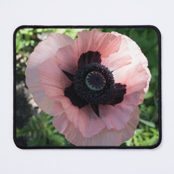 Item preview, Bold Pink Oriental Poppy Bloom in the Sunshine designed and sold by Georgia Mizuleva.