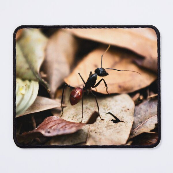 Item preview, Dinomyrmex gigas ant in the jungle designed and sold by franck380.