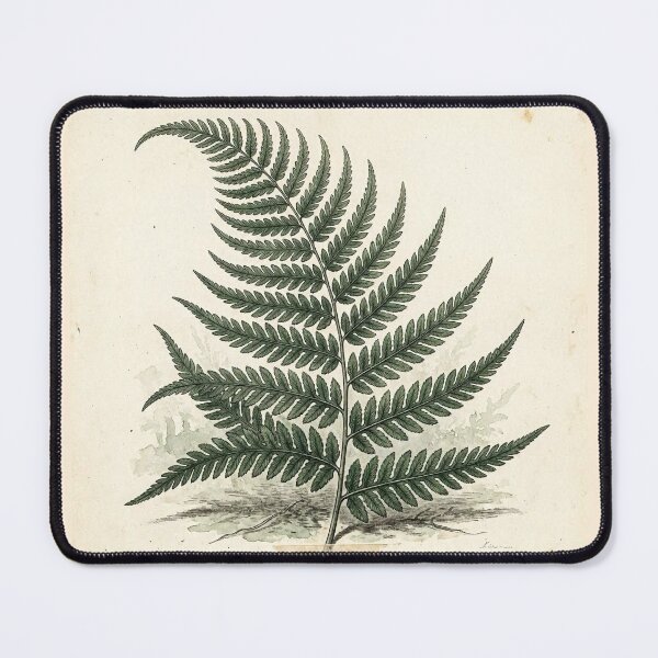 Item preview, Midnight Herbarium IV – Shadow Fern designed and sold by Roberta Calabrese.