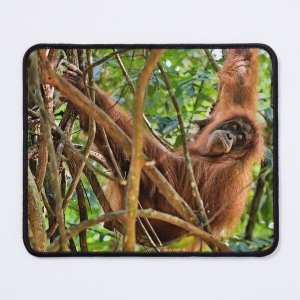 Item preview, Red orangutan hanging from a branch designed and sold by franck380.