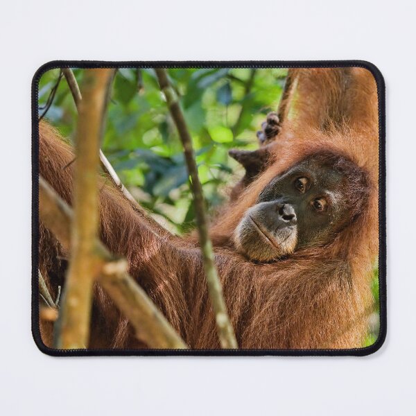 Item preview, Red orangutan hanging from a branch designed and sold by franck380.