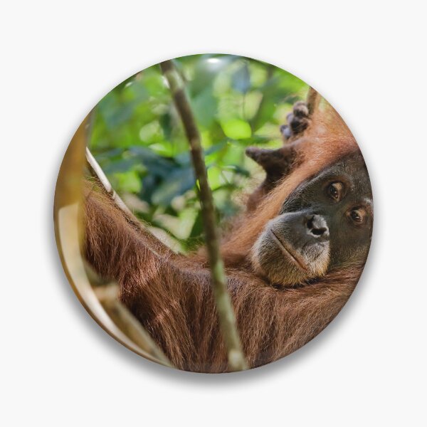 Item preview, Red orangutan hanging from a branch designed and sold by franck380.
