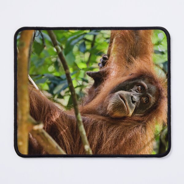 Item preview, Red orangutan hanging from a branch designed and sold by franck380.