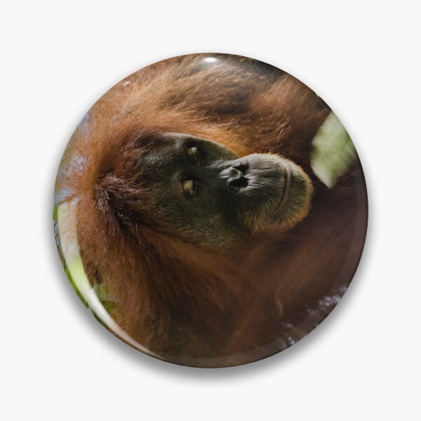 Item preview, Red orangutan hanging from a branch designed and sold by franck380.