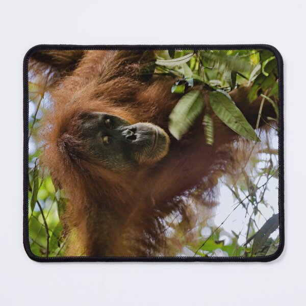 Item preview, Red orangutan hanging from a branch designed and sold by franck380.