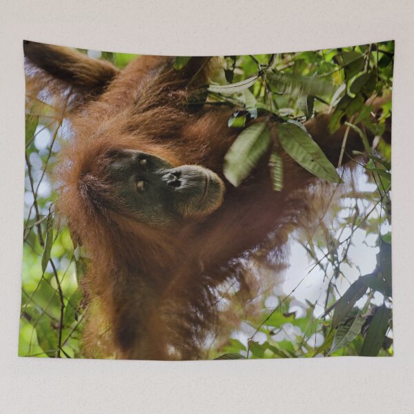 Item preview, Red orangutan hanging from a branch designed and sold by franck380.