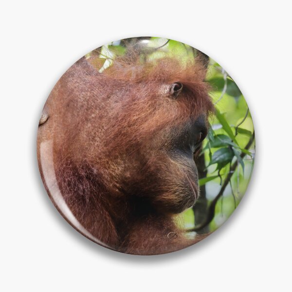Item preview, Red orangutan hanging from a branch designed and sold by franck380.