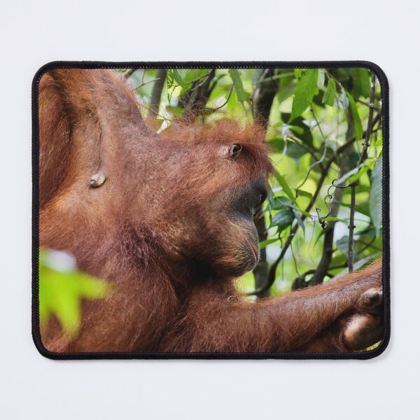Item preview, Red orangutan hanging from a branch designed and sold by franck380.