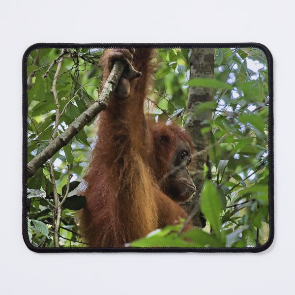 Item preview, Red orangutan hanging from a branch designed and sold by franck380.