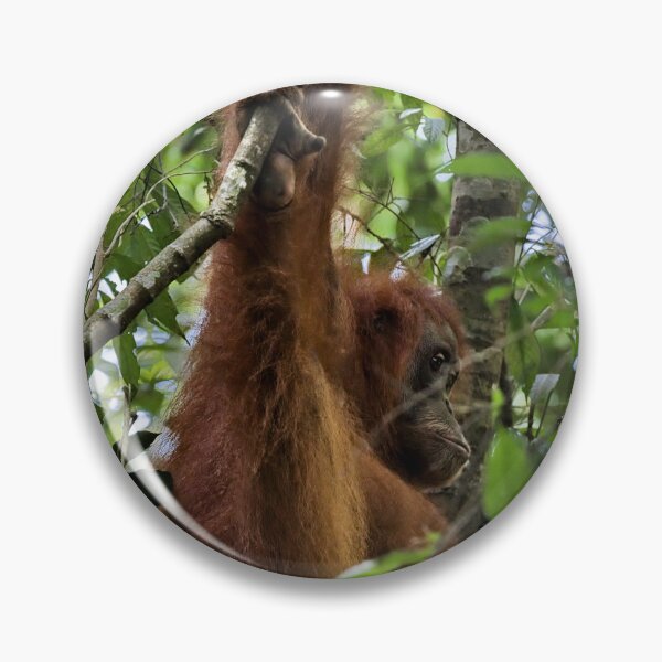 Item preview, Red orangutan hanging from a branch designed and sold by franck380.