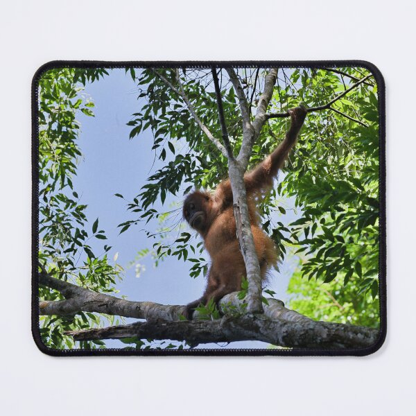 Item preview, Agile orangutan in the heart of the canopy designed and sold by franck380.