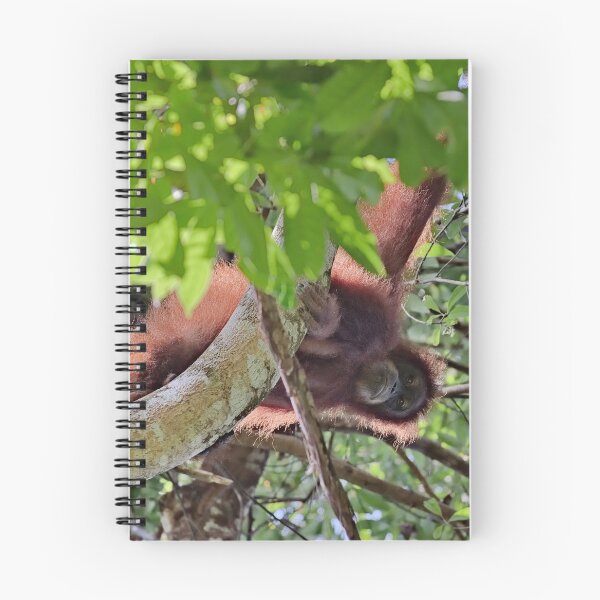 Item preview, Orangutan hanging from a large branch designed and sold by franck380.
