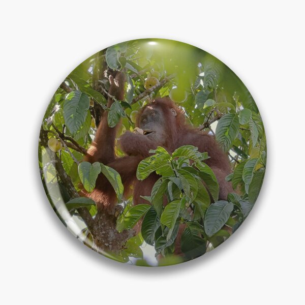 Item preview, Wild orangutan eating in a tree designed and sold by franck380.