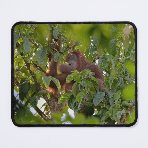 Item preview, Wild orangutan eating in a tree designed and sold by franck380.