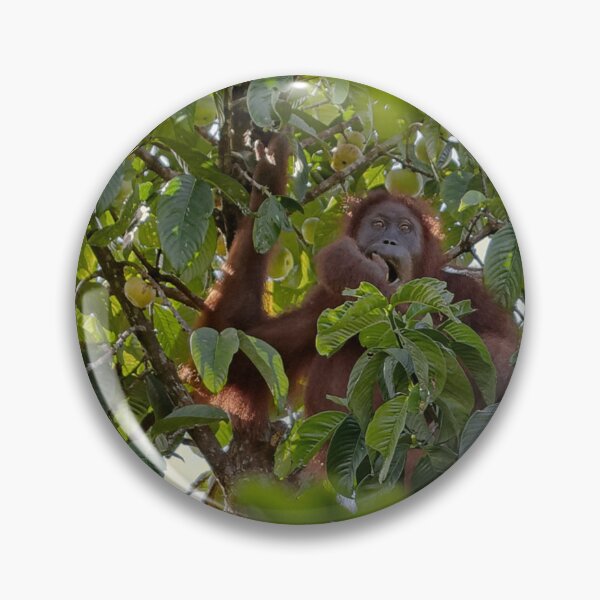 Item preview, Wild orangutan eating in a tree designed and sold by franck380.