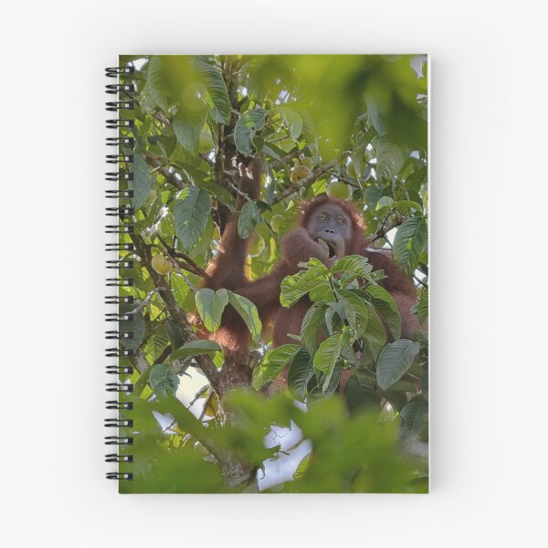 Item preview, Wild orangutan eating in a tree designed and sold by franck380.
