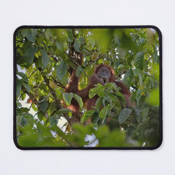 Item preview, Wild orangutan eating in a tree designed and sold by franck380.