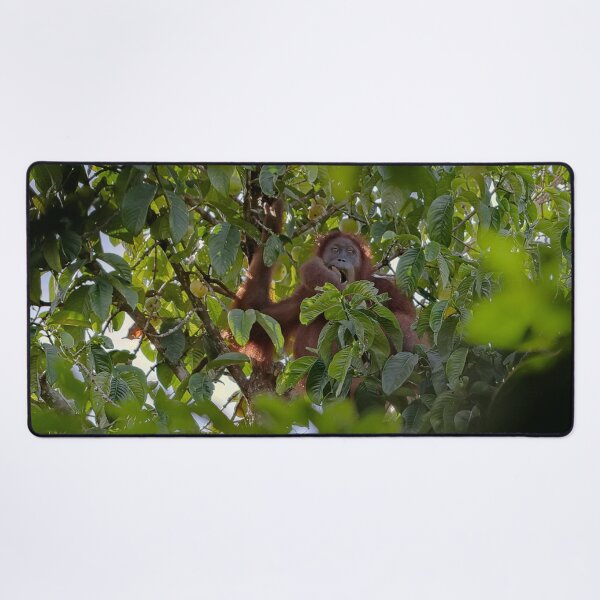 Item preview, Wild orangutan eating in a tree designed and sold by franck380.