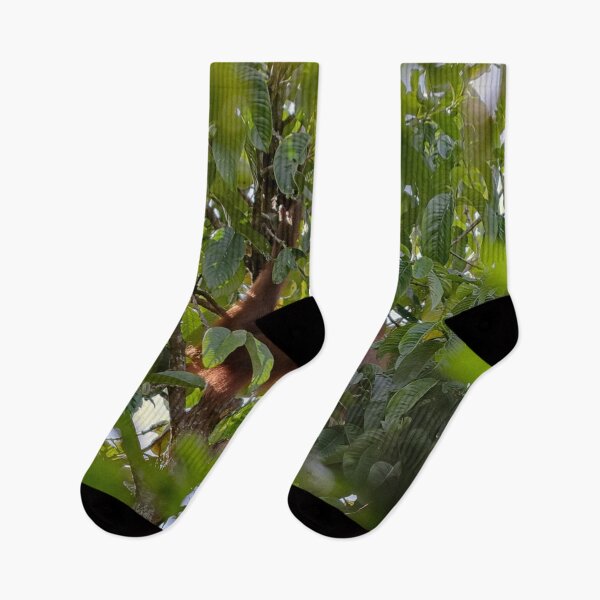 Item preview, Wild orangutan eating in a tree designed and sold by franck380.